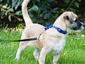 Howdini - How To Leash Train Your Puppy | BahVideo.com
