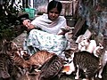 50 Cats Share One Room | BahVideo.com