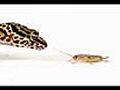 Pets 101 Geckos | BahVideo.com