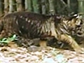 Tiger cub in India losing its stripes | BahVideo.com