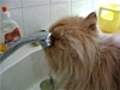 Le robinet svp | BahVideo.com