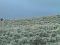 Mule Deer Hunting in Idaho with the BandJo | BahVideo.com