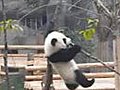 Baby Panda Stuck in a Tree | BahVideo.com