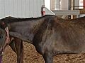 Malnourished Ponies Seized | BahVideo.com