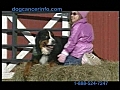 BirkDale Medicinals Dog Cancer Information Video | BahVideo.com