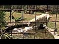 Tiger Easter  | BahVideo.com