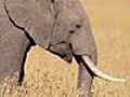 Folge 133 Auch ein Elefantenfu braucht Pflege | BahVideo.com