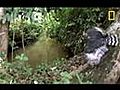 Eagle vs Water Chevrotain | BahVideo.com