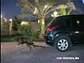 pitbull DIABLO pulls a car by car-movies de | BahVideo.com