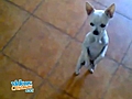 Perro bailando flamenco | BahVideo.com