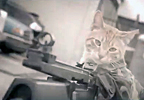 Medal Of Honor Cat | BahVideo.com
