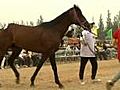 China Holds First Horse Auction | BahVideo.com