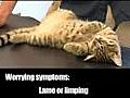 Cat Health Symptoms That Warrant a Visit to the Vet | BahVideo.com