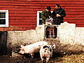 The Fabulous Beekman Boys Sorry Josh The Pigs Get The Leftovers | BahVideo.com