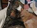 Trio of cat friends | BahVideo.com