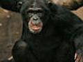 Folge 144 Schimpanse Willi ist stinksauer | BahVideo.com