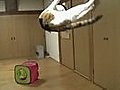 Insane kitty jumps  | BahVideo.com