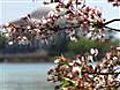 Raw Video: D.C.&#039;s Cherry Blossoms Drawing Crowds | BahVideo.com