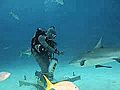 La tuta elettrica che caccia gli squali | BahVideo.com