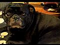 Jake Pug Paper doing the Disgruntled Elvis Face upon scratching his feet | BahVideo.com