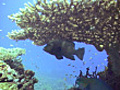 Scuba diving with beautiful coral | BahVideo.com