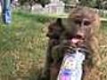 Can I keep you Baboon adopts Bushbaby | BahVideo.com