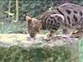 D couverte des chats Bengal | BahVideo.com