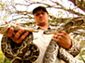 Super Snake on the Loose | BahVideo.com
