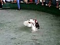 Peleas de gallos en Venezuela carabobo Agua Santa - Venetubo com | BahVideo.com