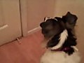 The Needy Doggy Song | BahVideo.com