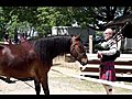 Horses vs Bagpiper-- rare encounter  | BahVideo.com