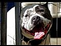 Bullydelphia215 Kennels - Promo Vid feat grand champion Concrete  | BahVideo.com