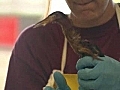 Rehabilitating birds along Gulf Coast | BahVideo.com