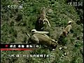 Turkish Kangal Dogs Vs Tigers Lions - Exyi -  | BahVideo.com