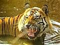 Highest tiger density in Corbett | BahVideo.com