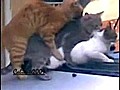 Kediler grup seks yaparken yakalandi  | BahVideo.com