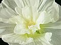 Time-lapse Of Blooming White Filled Mallow Flower 2 Stock Footage | BahVideo.com