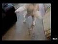 Donner de l helium a son chien fou | BahVideo.com