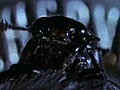 National Geographic Animals - Burying Beetles | BahVideo.com