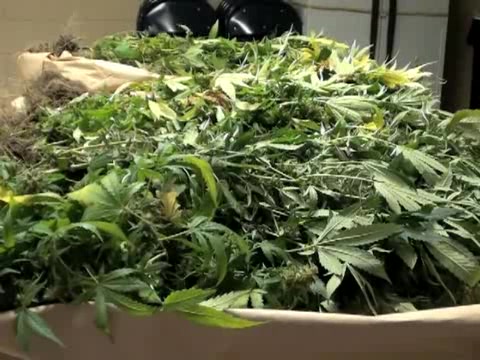 Tavares police find marijuana grow house in AC  | BahVideo.com