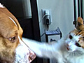 Cat Vs Dog | BahVideo.com
