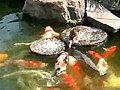 Baby Duck Feeds His Fish Friends | BahVideo.com