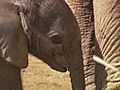 Elephant Calf Born April 12 | BahVideo.com