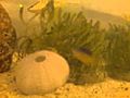 Nano Tide Pool Saltwater tank | BahVideo.com