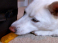 A Dog s Accidental Overdose | BahVideo.com