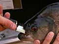Piranha Bite Force | BahVideo.com