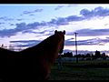 Horses Running Wild amp One s a HAM D | BahVideo.com