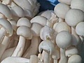 Mushroom Lover’s Day Out | BahVideo.com
