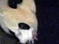 Panda Born In Chinese Preserve | BahVideo.com