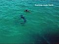 Shark Encounter Caught On Camera | BahVideo.com